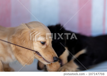 小狗 Kaninhen 臘腸 小狗 Kaninhen 臘腸 107147708