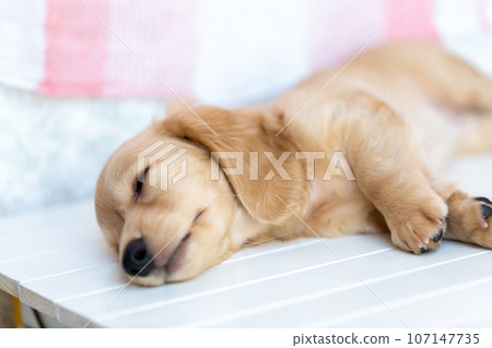 小狗 Kaninhen 臘腸 107147735