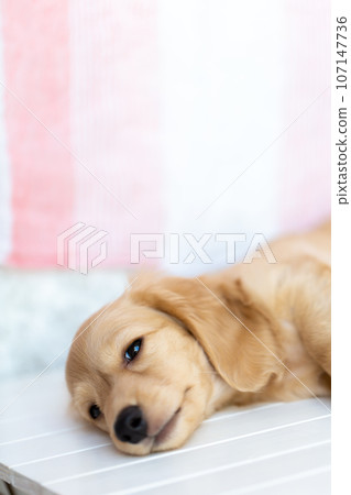 Puppy Kaninhen Dachshund Puppy Kaninhen Dachshund 107147736