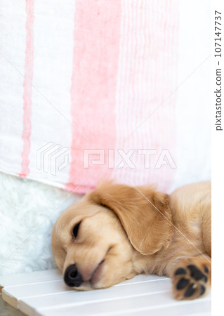 Puppy Kaninhen Dachshund 107147737