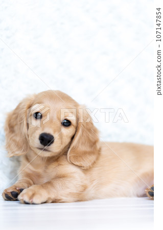 Puppy Kaninhen Dachshund 107147854