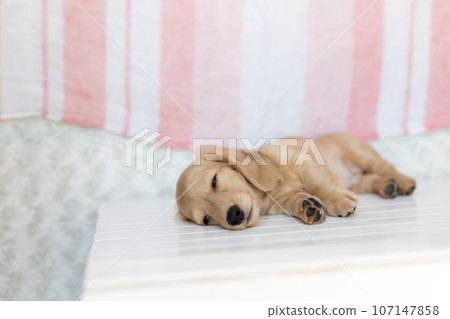 小狗 Kaninhen 臘腸 小狗 Kaninhen 臘腸 107147858
