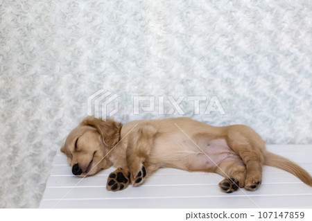 小狗 Kaninhen 臘腸 小狗 Kaninhen 臘腸 107147859