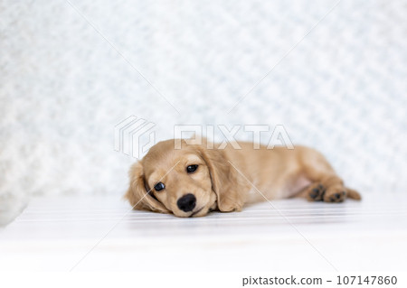 小狗 Kaninhen 臘腸 小狗 Kaninhen 臘腸 107147860