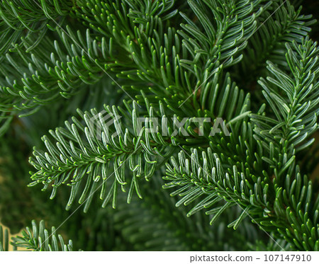 Background of green Christmas tree branches. 107147910