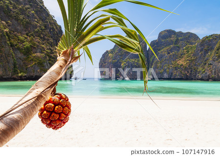 The legendary Maya Bay beach without people with a beautiful beach of sand, clear turquoise water and close uo view on fruit palm pandan tectorius. UNESCO World Heritage. The legendary Maya Bay beach without people with a beautiful beach of sand, clear turquoise water and close uo view on fruit palm pandan tectorius. UNESCO World Heritage. 107147916