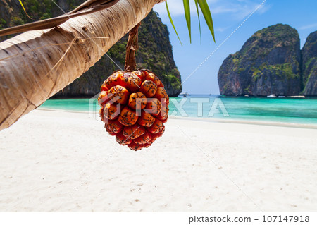 The legendary Maya Bay beach without people with a beautiful beach of sand, clear turquoise water and close uo view on fruit palm pandan tectorius. UNESCO World Heritage. The legendary Maya Bay beach without people with a beautiful beach of sand, clear turquoise water and close uo view on fruit palm pandan tectorius. UNESCO World Heritage. 107147918