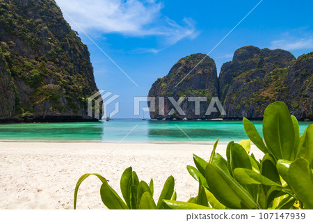 The legendary Maya Bay beach without people where the film "beach" with Leonardo DiCaprio was filmed with a beautiful bay of sand and clear turquoise water. UNESCO World Heritage. The legendary Maya Bay beach without people where the film "beach" with Leonardo DiCaprio was filmed with a beautiful bay of sand and clear turquoise water. UNESCO World Heritage. 107147939