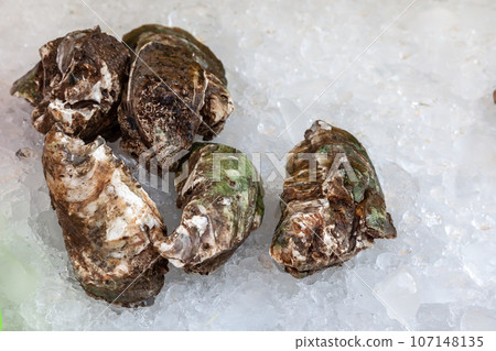 several green oysters from the ocean lie on the market counter in the ice several green oysters from the ocean lie on the market counter in the ice 107148135