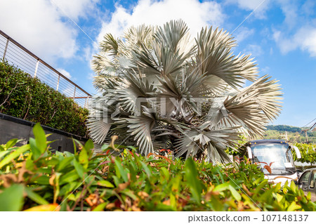 Silvery Bismarckia is a noble monotypic genus from the Palm family with brown fruits and white leaves, brought from Madagascar. 107148137
