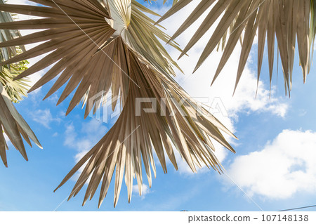 Silvery Bismarckia is a noble monotypic genus from the Palm family with brown fruits and white leaves, brought from Madagascar. Silvery Bismarckia is a noble monotypic genus from the Palm family with brown fruits and white leaves, brought from Madagascar. 107148138