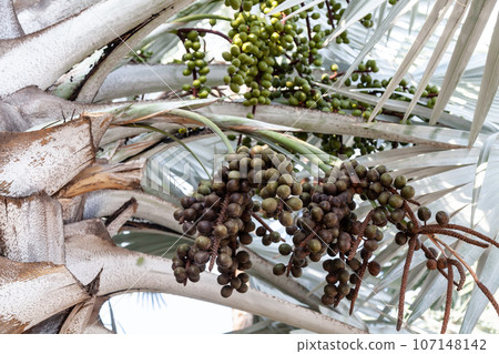 Silvery Bismarckia is a noble monotypic genus from the Palm family with brown fruits and white leaves, brought from Madagascar. 107148142