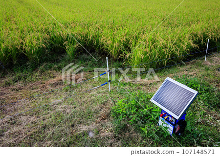 太陽能電圍欄和水稻即將收穫 107148571