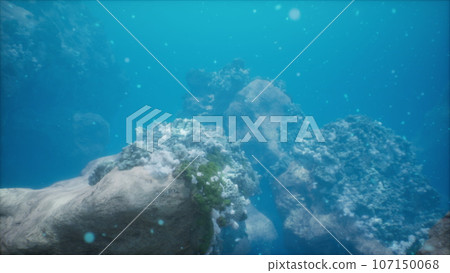 Colorful coral fish swimming among underwater rocks Colorful coral fish swimming among underwater rocks 107150068