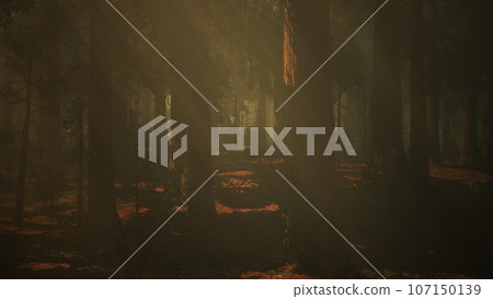 A dense forest with towering trees 107150139