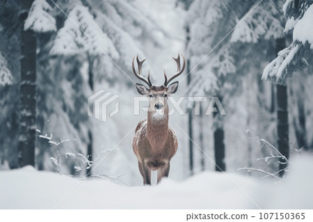 A deer stands in front of a snow covered field in a winter forest. A deer stands in front of a snow covered field in a winter forest. 107150365