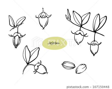 Hand drawn jojoba nuts and seeds on branch black and white outline illustration 107150448