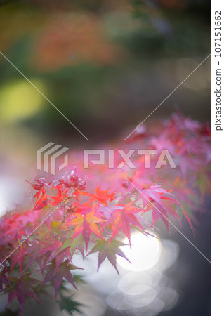 Autumn at Tojiin, the leaves are starting to change color 107151662