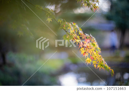 秋天的東心院，樹葉開始變色 107151663