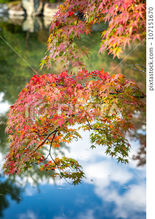 東寺院的秋天，真道池的紅葉開始變色，倒映著秋日的天空 107151670