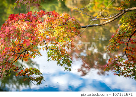 東寺院的秋天，真道池的紅葉開始變色，倒映著秋日的天空 107151671