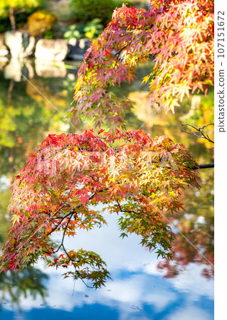東寺院的秋天,真道池的紅葉開始變色,倒映著秋日的天空 東寺院的秋天,真道池的紅葉開始變色,倒映著秋日的天空 107151672