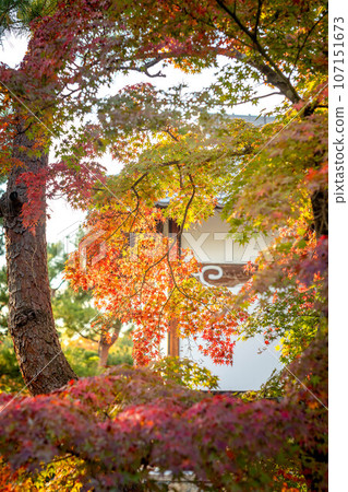 Autumn at Tojiin, the leaves are starting to change color and the white plaster walls 107151673