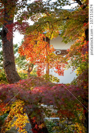 東寺的秋天,樹葉開始變色,白色的石膏牆 東寺的秋天,樹葉開始變色,白色的石膏牆 107151674