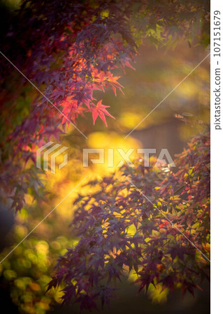 Autumn at Tojiin, autumn leaves starting to change color and the autumn western sun 107151679