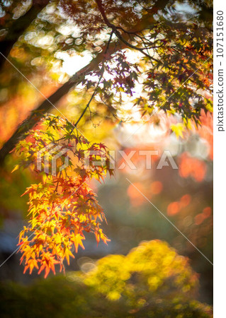 Autumn at Tojiin, autumn leaves starting to change color and the autumn western sun 107151680