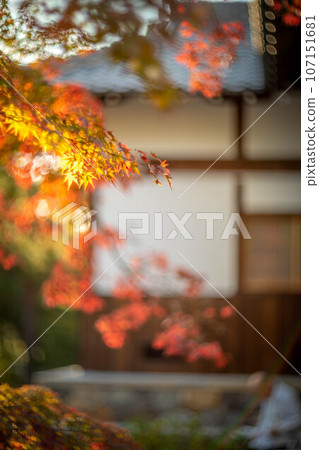 Autumn at Tojiin, the leaves are starting to change color and the white plaster walls 107151681