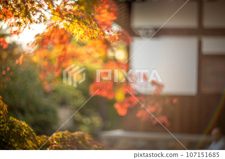 Autumn at Tojiin, the leaves are starting to change color and the white plaster walls 107151685