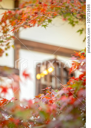 Autumn at Toji-in, autumn leaves starting to change color, white plaster walls and flower head windows Autumn at Toji-in, autumn leaves starting to change color, white plaster walls and flower head windows 107151686