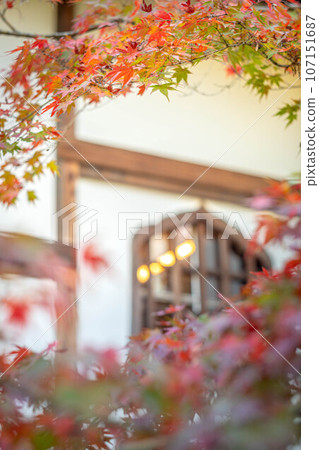 東寺院的秋天,秋葉開始變色,白色的石膏牆和花頭窗 東寺院的秋天,秋葉開始變色,白色的石膏牆和花頭窗 107151687