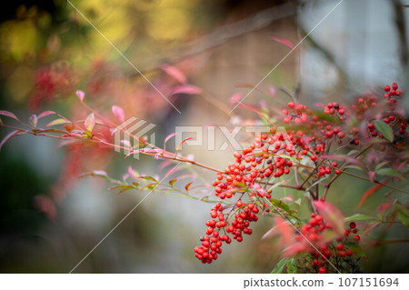 Autumn in Tojiin, autumn leaves starting to change color, red Nanten fruit 107151694