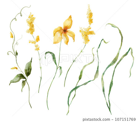 Watercolor meadow flowers set of buttercups and greenery. Hand painted floral illustration isolated on white background. For design, print, fabric or background. Watercolor meadow flowers set of buttercups and greenery. Hand painted floral illustration isolated on white background. For design, print, fabric or background. 107151769