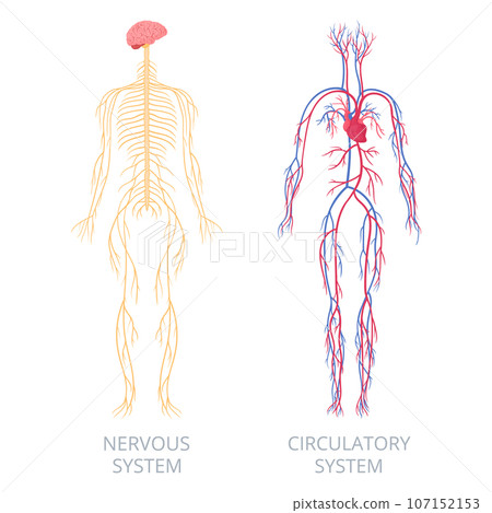 Nervous and circulatory systems. Human body anatomy, nervous and cardiovascular systems. Anatomical educational scheme flat vector infographic illustration 107152153