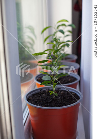 Small tangerine trees in a pot on the windowsill. Cultivation of a decorative citrus tree. 107152543