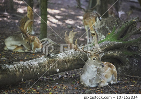 Herd of deer in the evening forest in Denmark Herd of deer in the evening forest in Denmark 107152834
