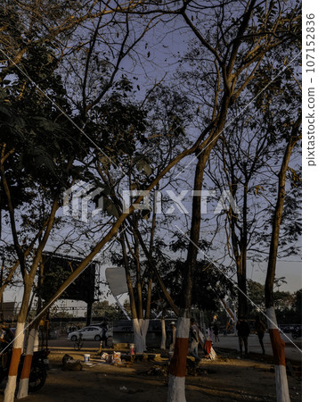 Enchanting Tree Ensemble at Morabadi, Ranchi Enchanting Tree Ensemble at Morabadi, Ranchi 107152836