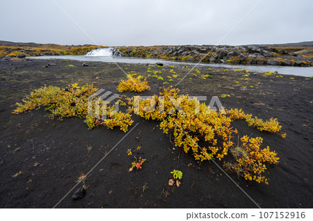 Grafarlandsfoss falls amidst autumn vegetation and black lava fields, Iceland. Grafarlandsfoss falls amidst autumn vegetation and black lava fields, Iceland. 107152916