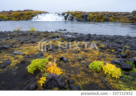 Grafarlandsfoss falls amidst autumn vegetation and black lava fields, Iceland. 107152932