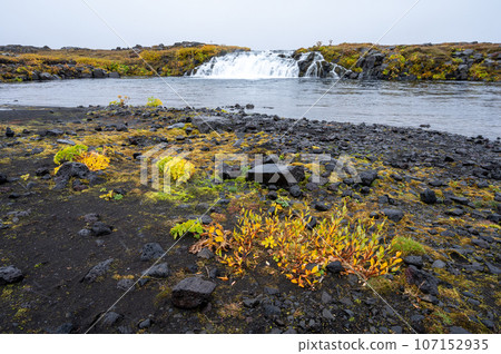 Grafarlandsfoss falls amidst autumn vegetation and black lava fields, Iceland. 107152935