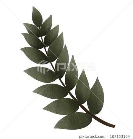 cartoon of green olive branch, no background, Autumn 107153164