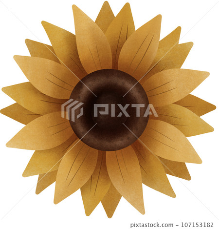 cute cartoon of sunflower, no background, for Thanksgiving cute cartoon of sunflower, no background, for Thanksgiving 107153182