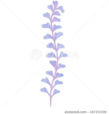 blue-purple water plant in the sea and ocean, no background 107153199