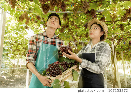 Young Asia Couple farmer holding grapes after harvest from the organic vineyard, healthy fruit concept Young Asia Couple farmer holding grapes after harvest from the organic vineyard, healthy fruit concept 107153272