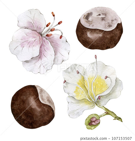 Fruits and flowers of chestnut. Watercolor illustration. High quality illustration 107153507