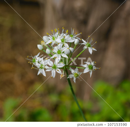 Nira Flower 107153590