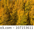 Golden Autumn in Wisconsin 107153611